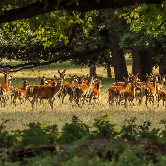 Understanding Deer Population Control